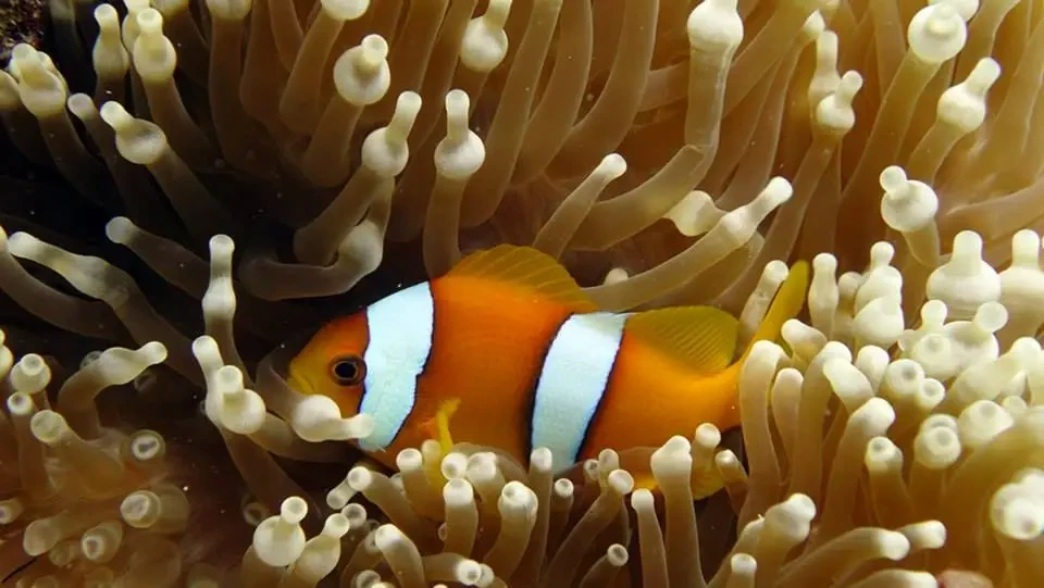 Chagos Clownfish