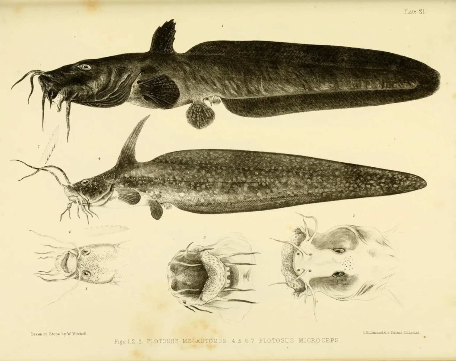 Estuary Catfish