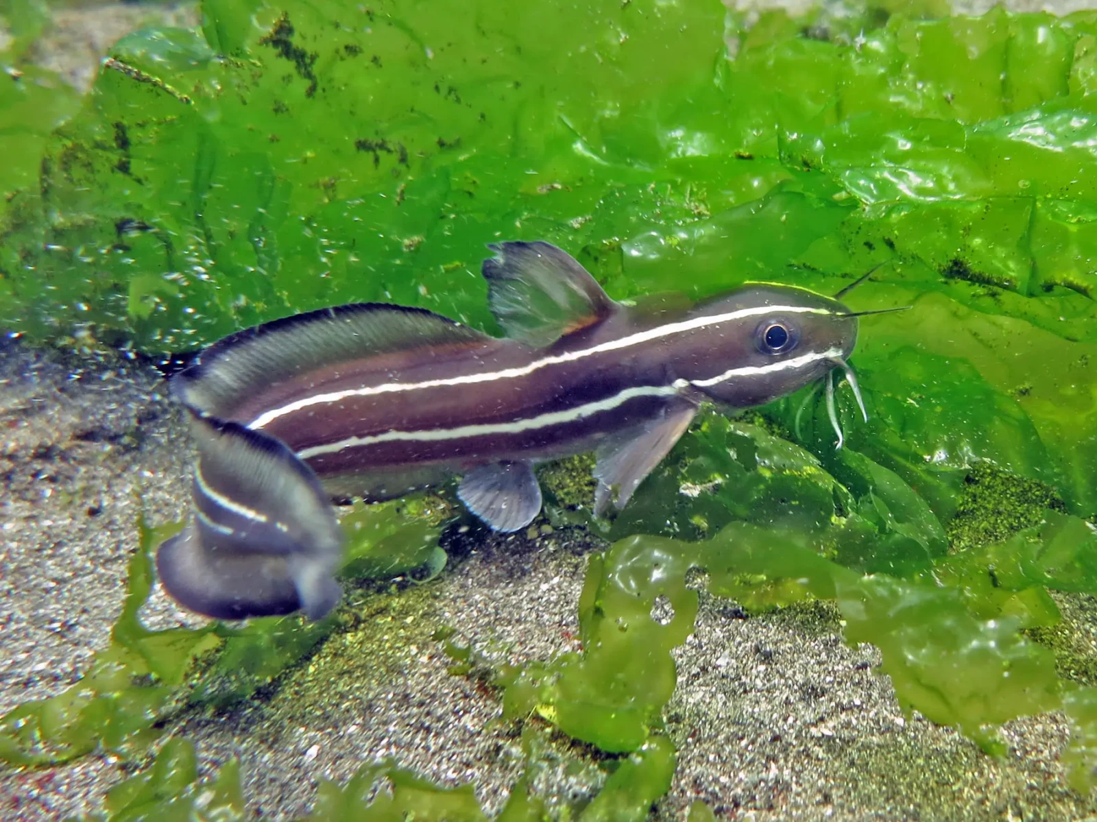 Striped Catfish