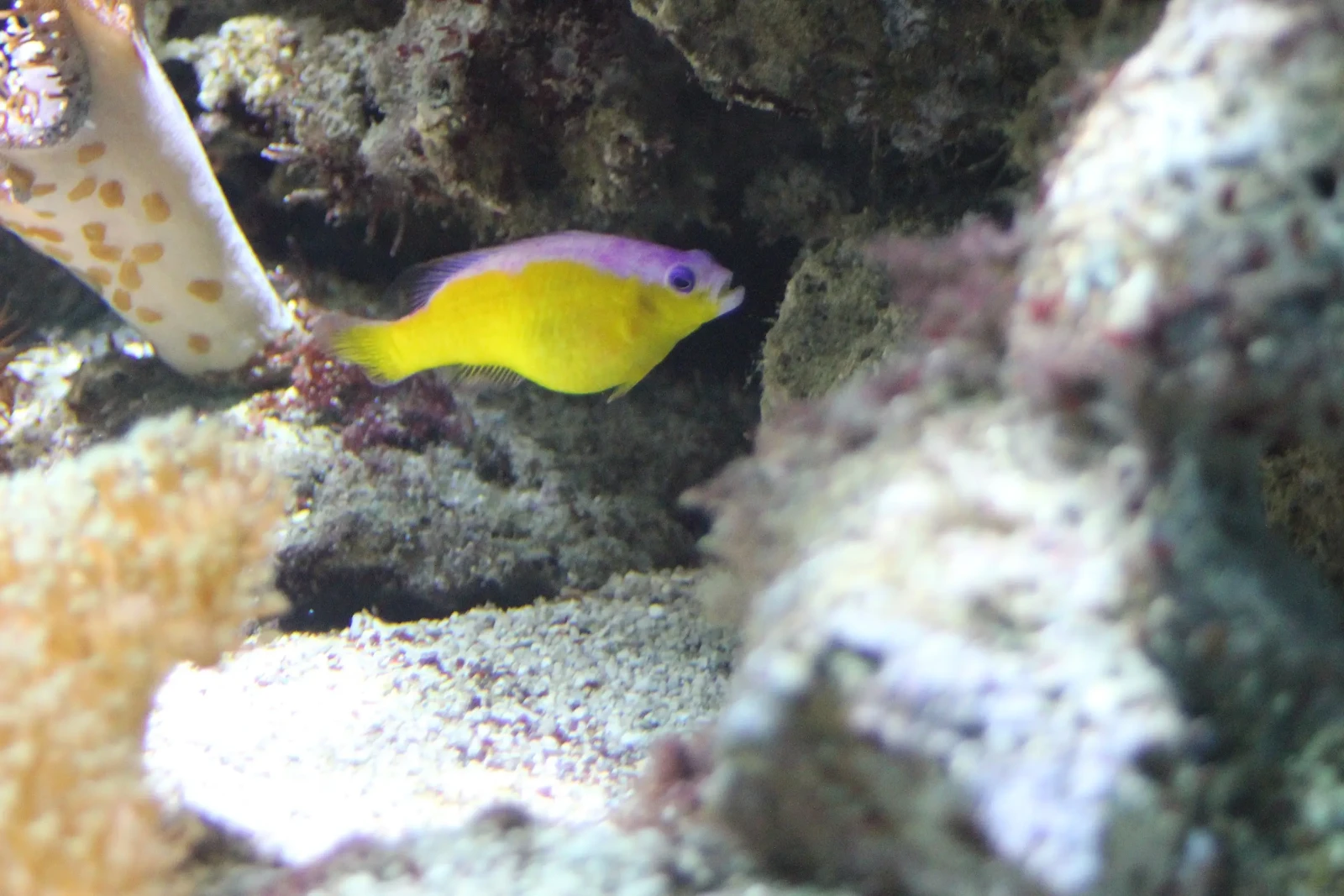 Diadem Dottyback