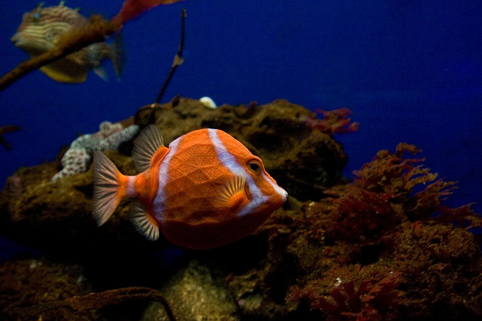White-Barred Boxfish