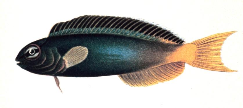 Forktail Blenny
