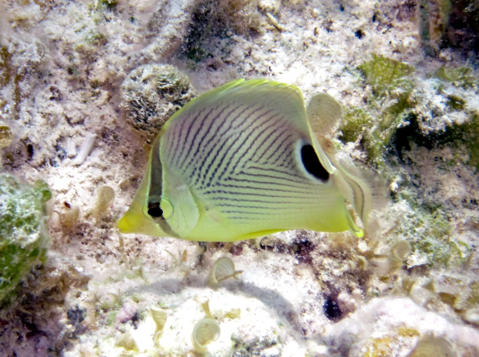 Foureye Butterflyfish