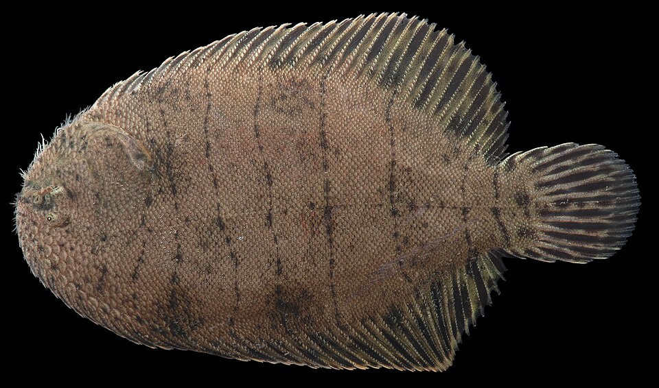 Freshwater Flounder