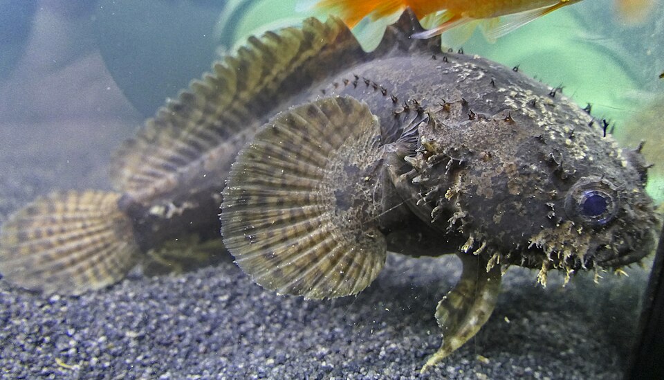 Grunting Toadfish