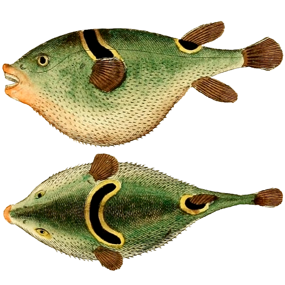 Fugu Puffer