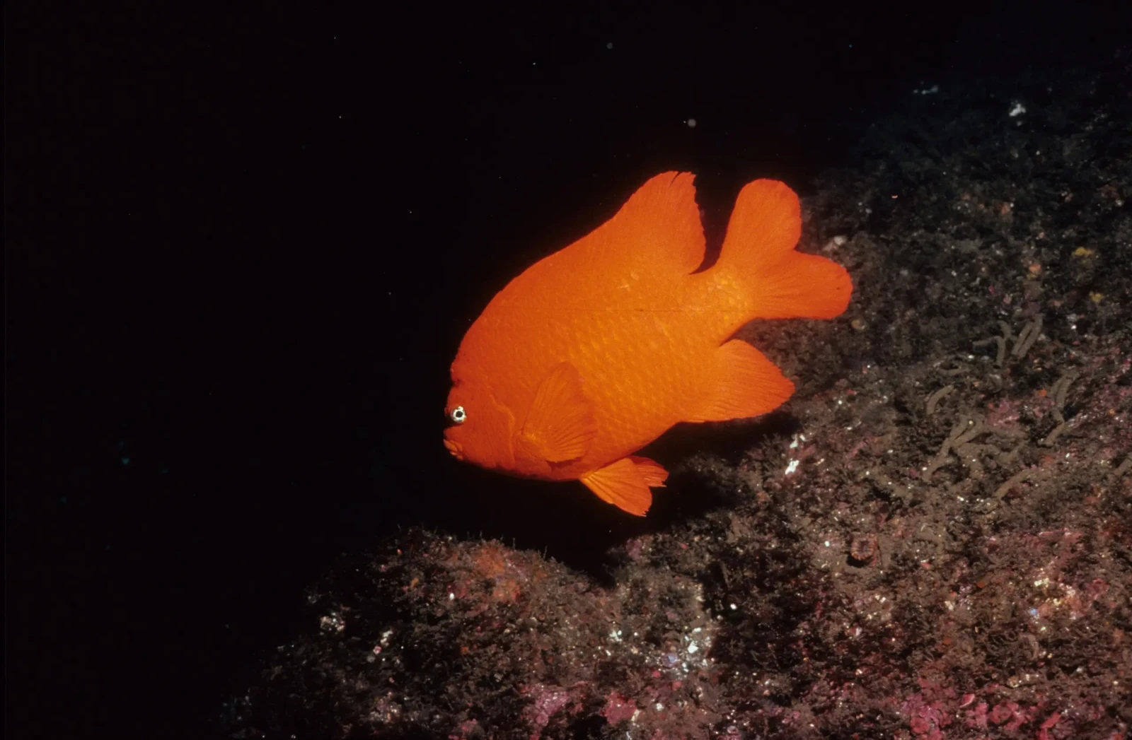 Garibaldi