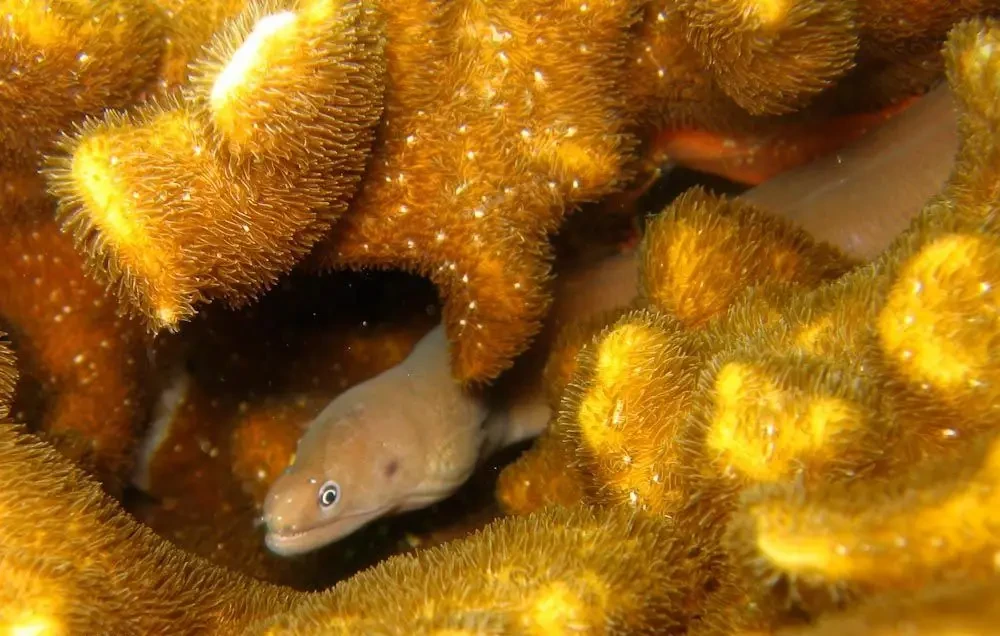 White Ribbon Eel