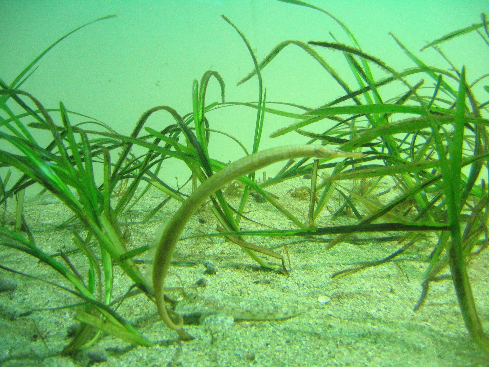 Greater Pipefish