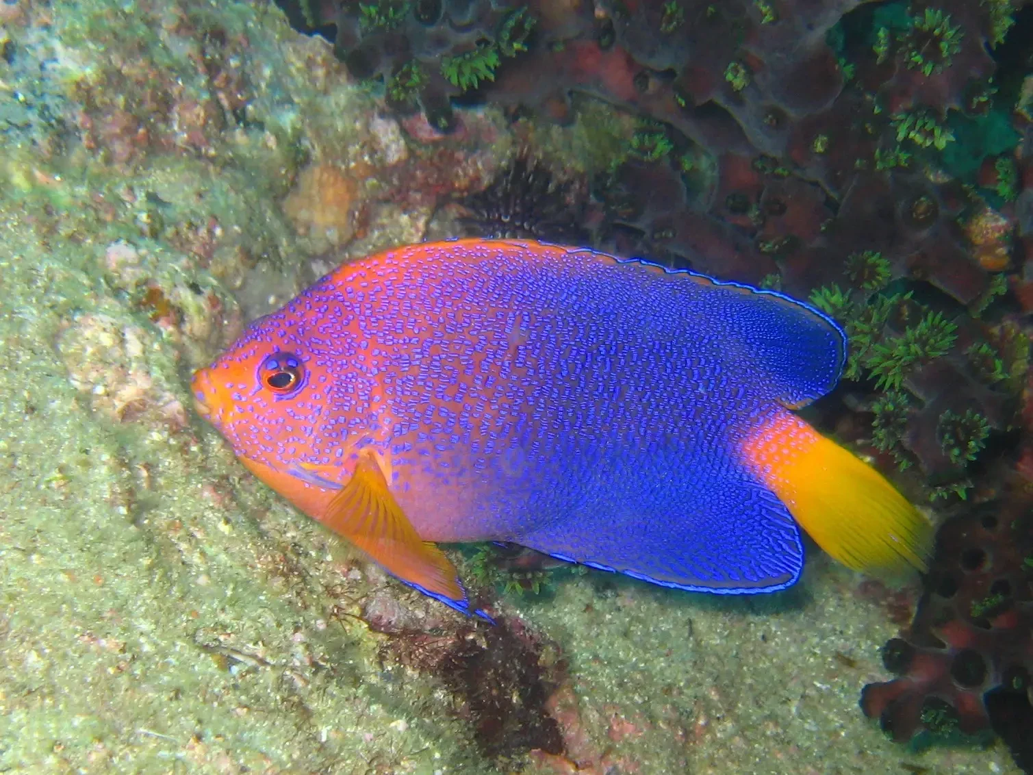 Japanese Angelfish