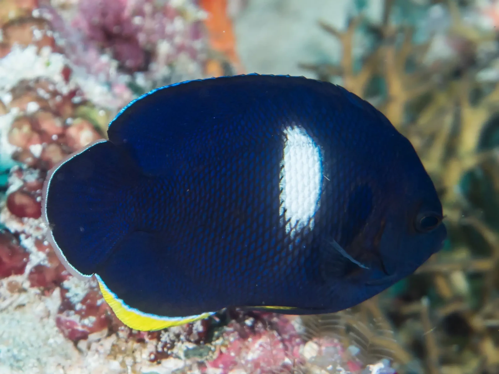 Keyhole Angelfish