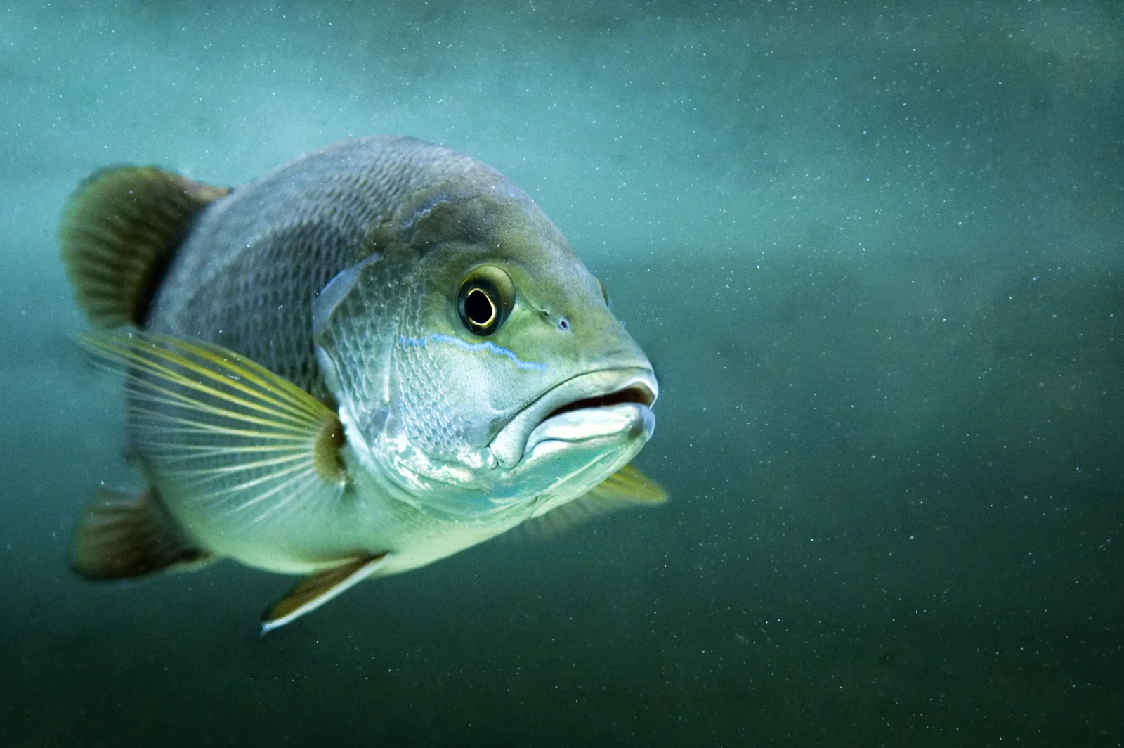Mangrove Red Snapper