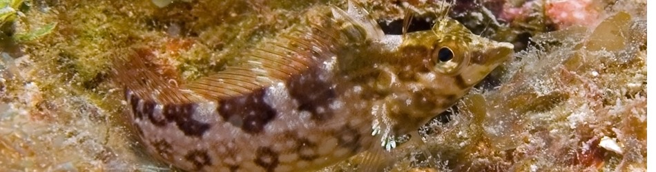 Diamond blenny