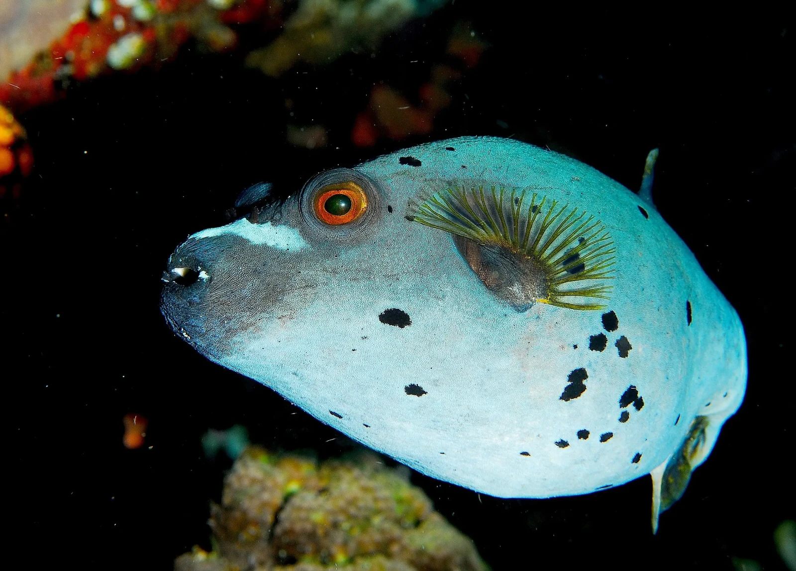 Masked Puffer