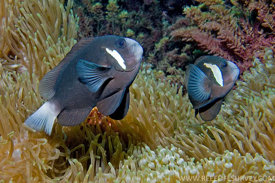 McCulloch's Clownfish