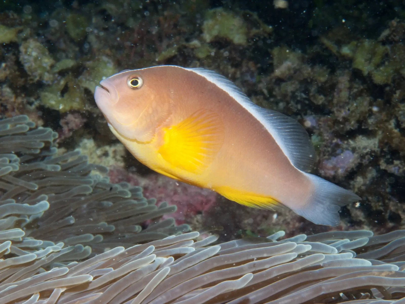 Skunk Clownfish
