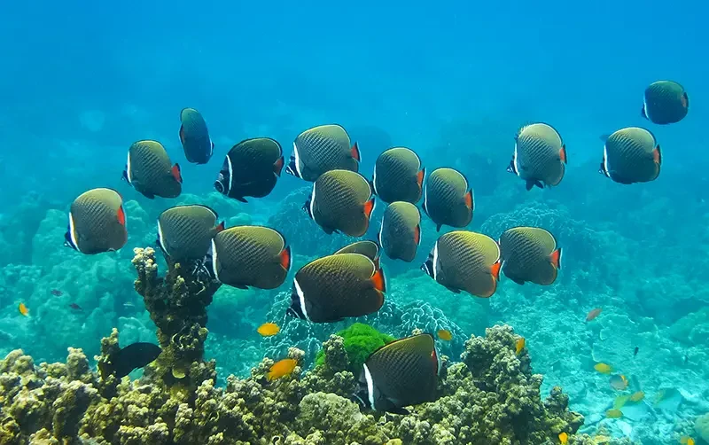 Redtail Butterflyfish