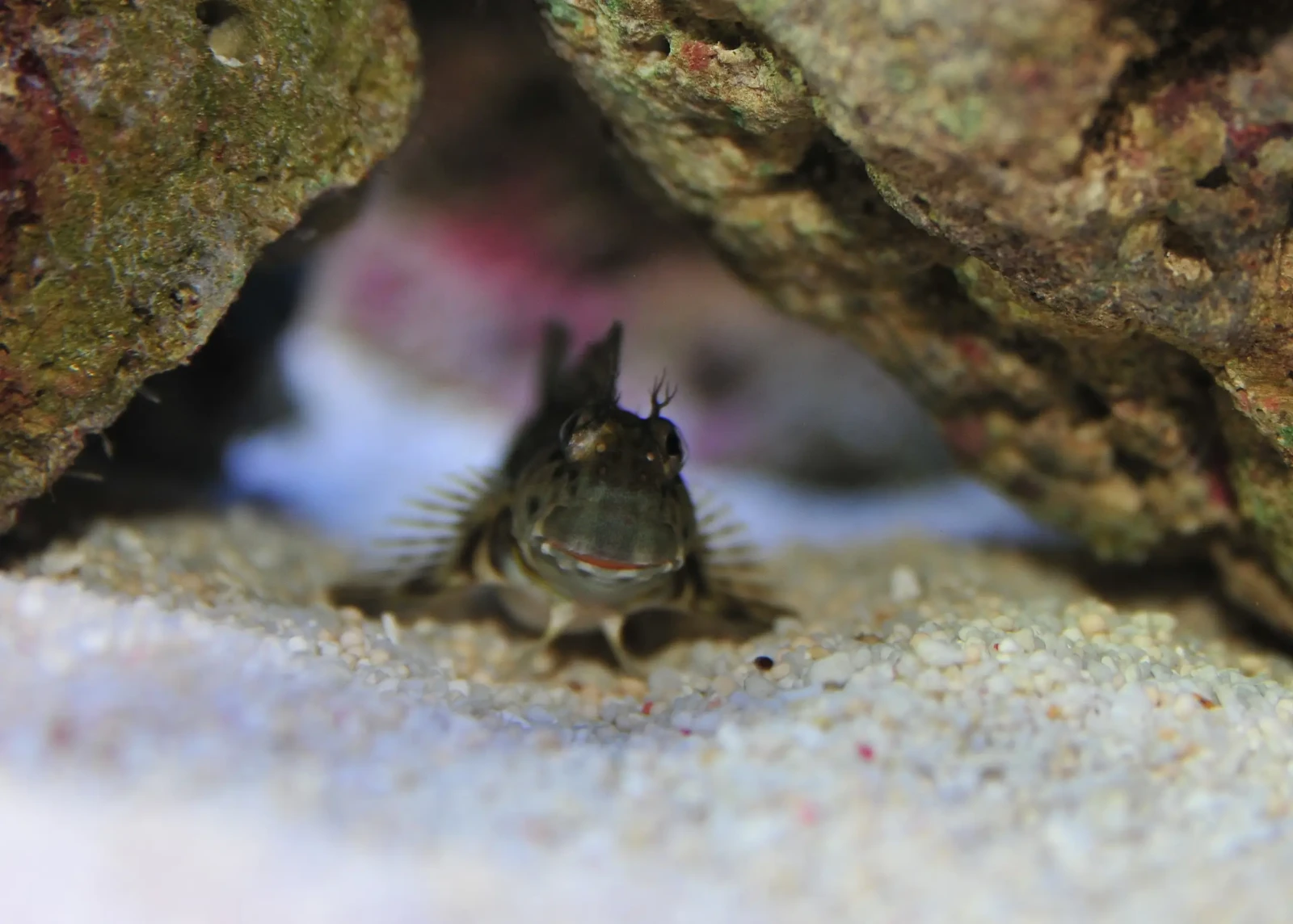 Lawnmower blenny
