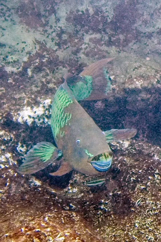 Rainbow Parrotfish