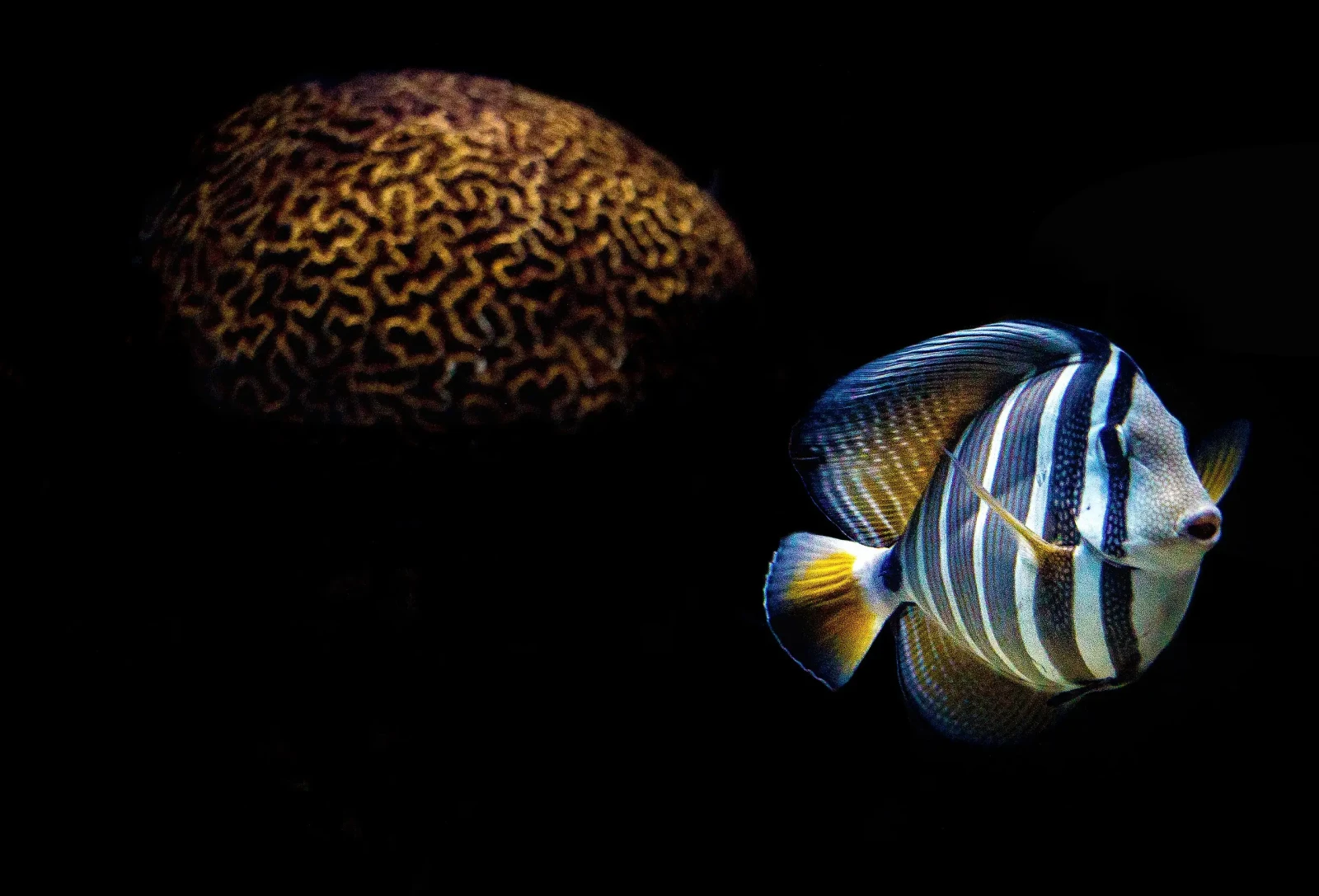 Sailfin Tang