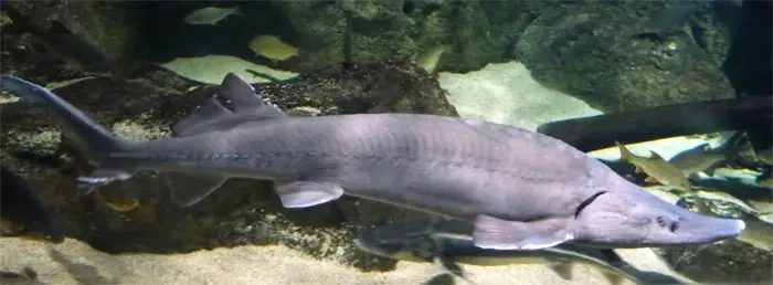 Siberian Sturgeon