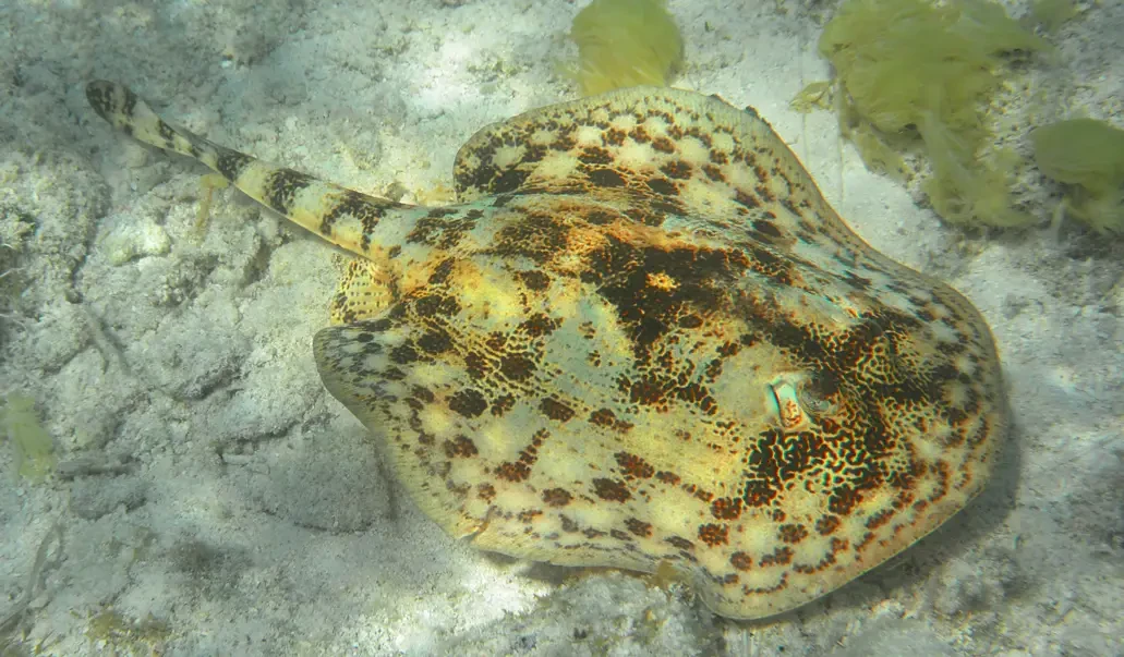 Yellow Stingray