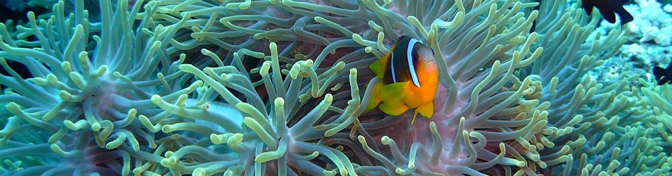 Red Sea clownfish