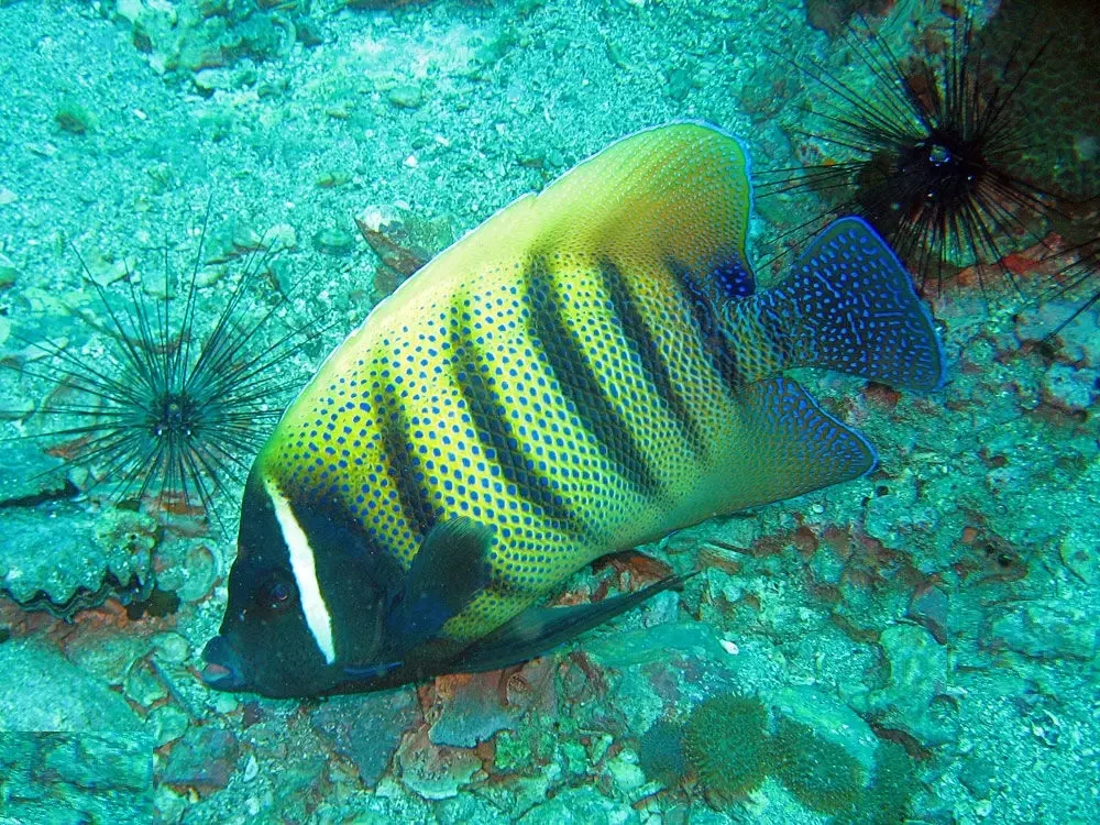 Sixbar angelfish