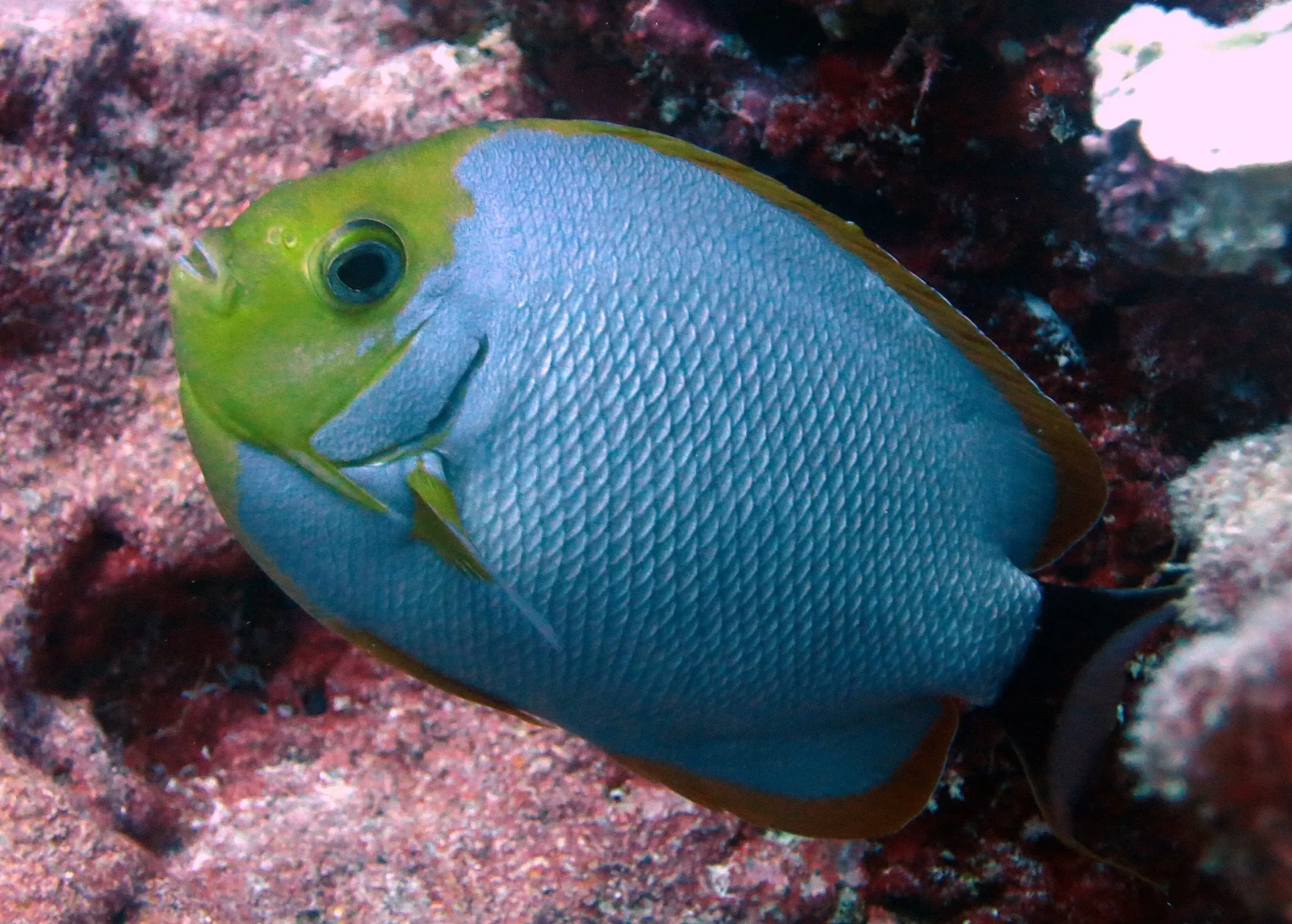 Masked angelfish