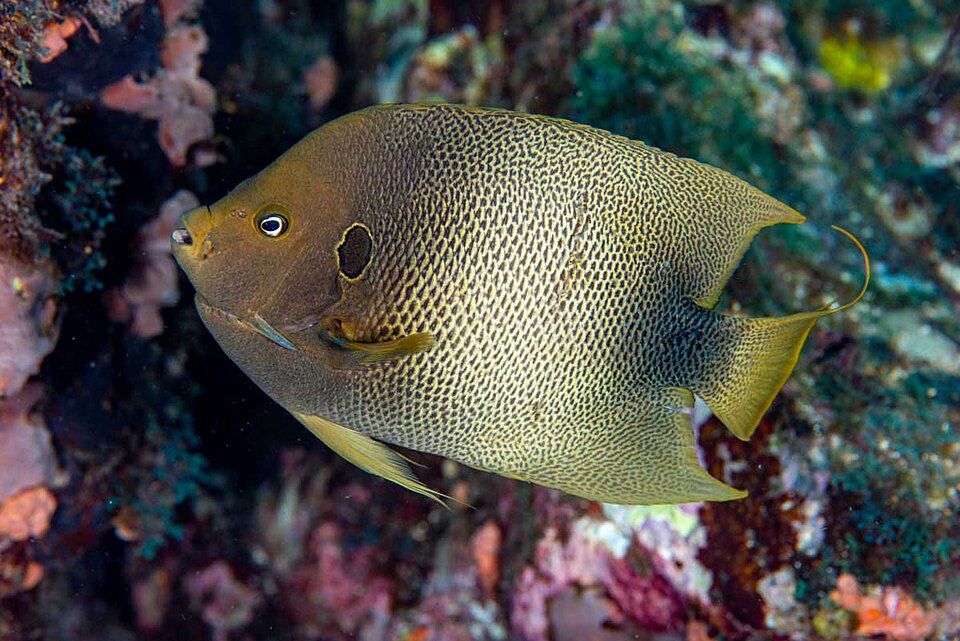 Guinean angelfish