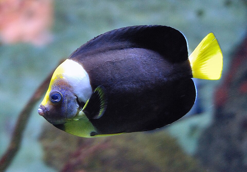 Queensland yellowtail angelfish