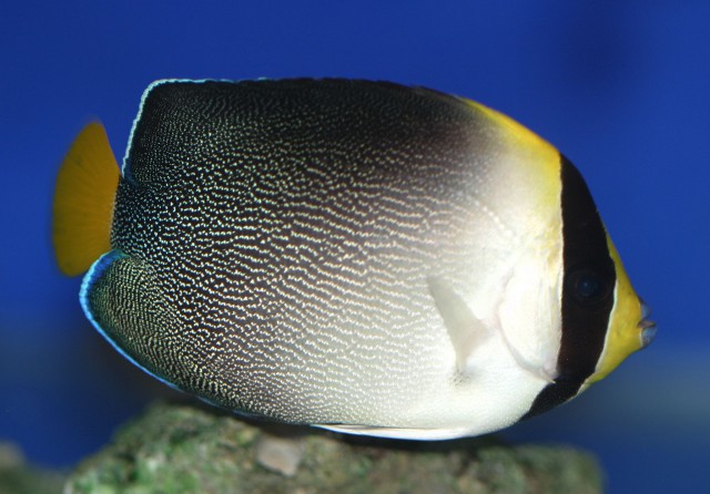 Vermiculated angelfish