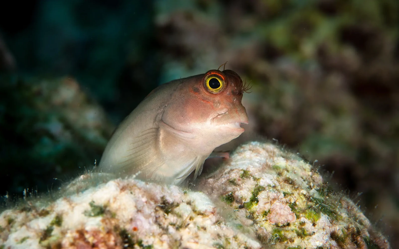 Red lip blenny