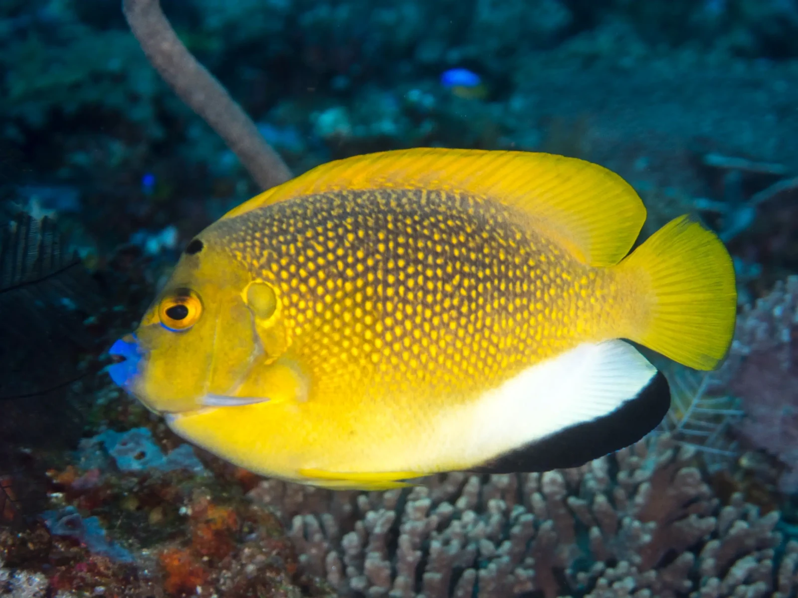 Threespot angelfish