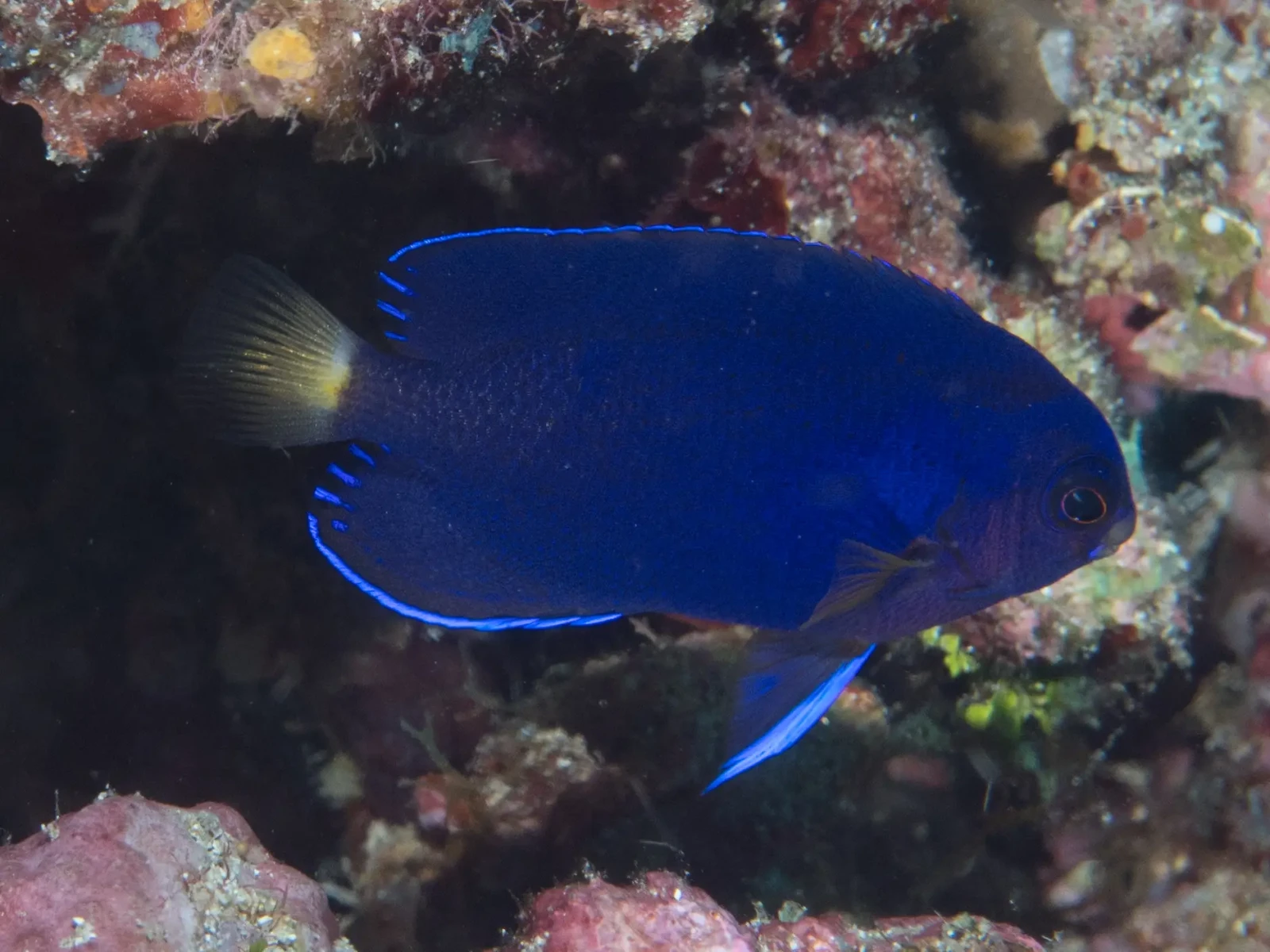 Orange angelfish
