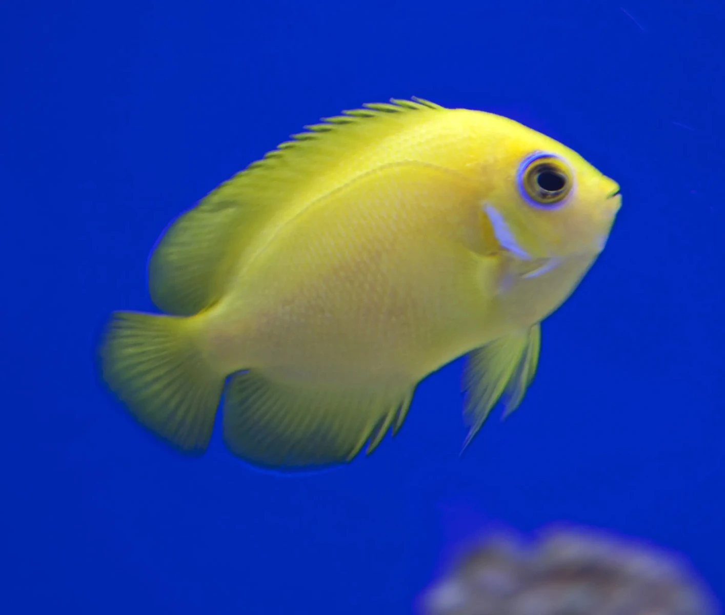 Lemonpeel angelfish