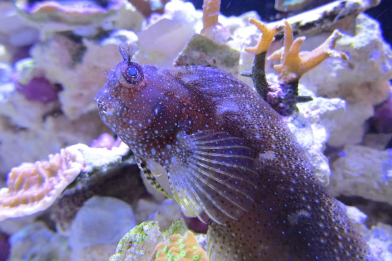 Starry blenny