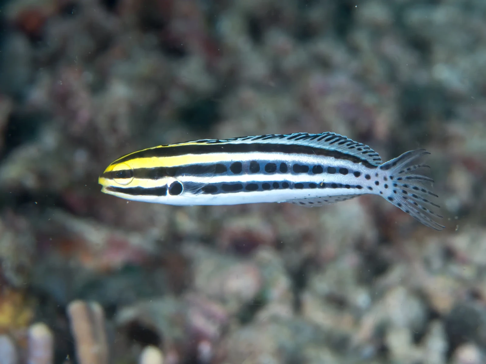 Striped blenny