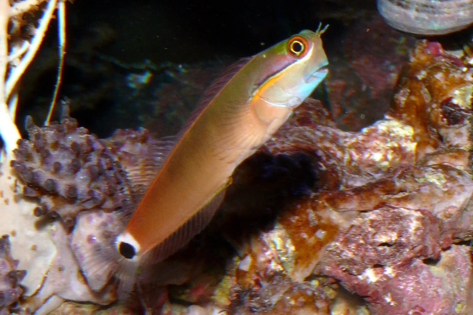 Tail spot blenny