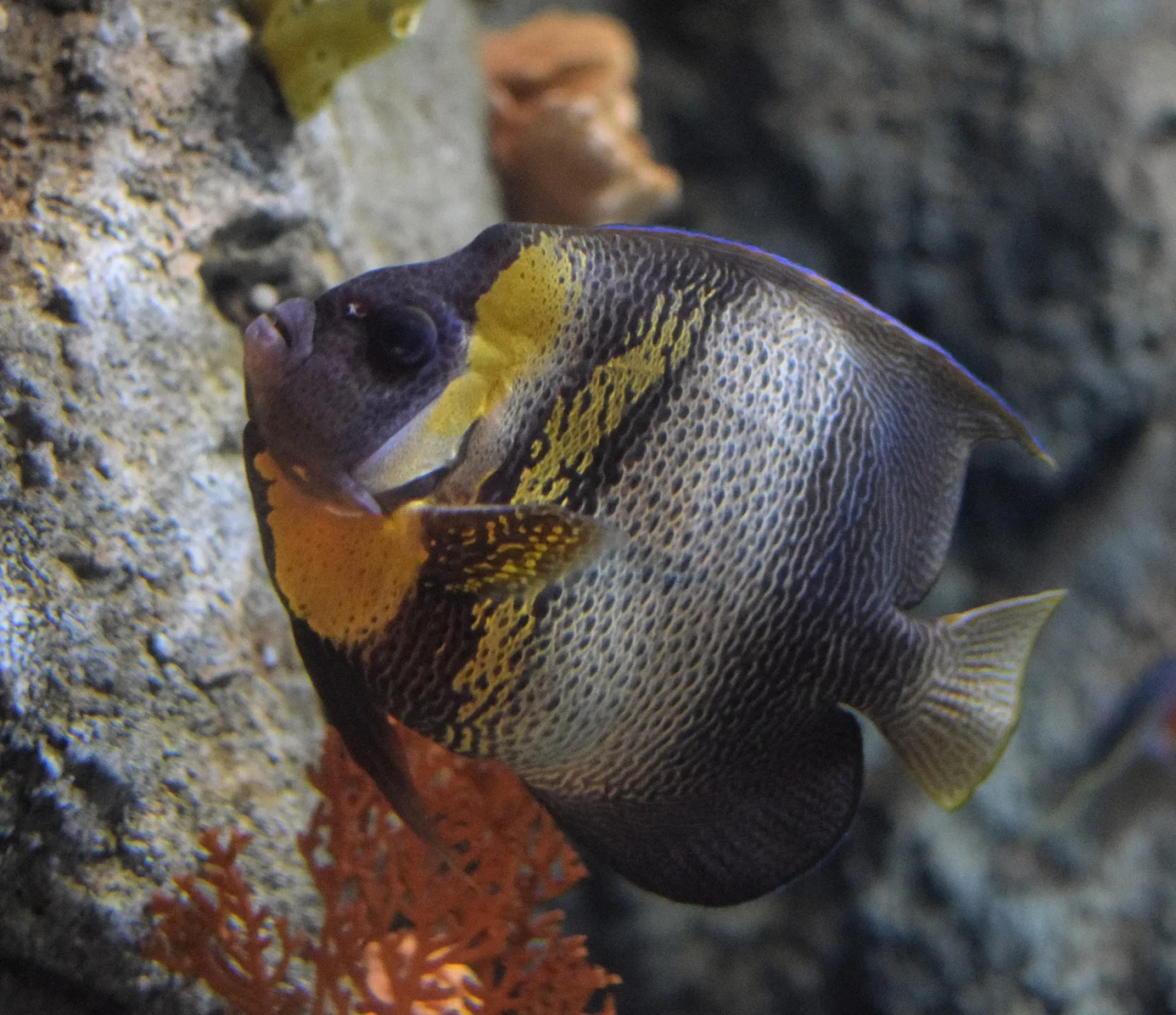 Cortez angelfish