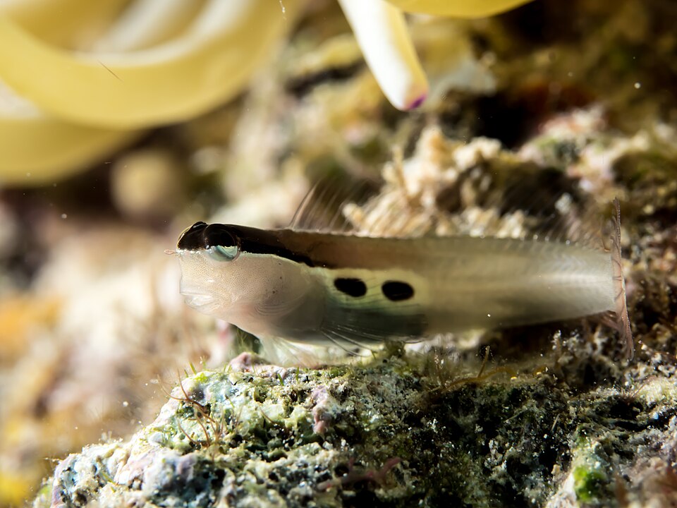 Two-spot blenny