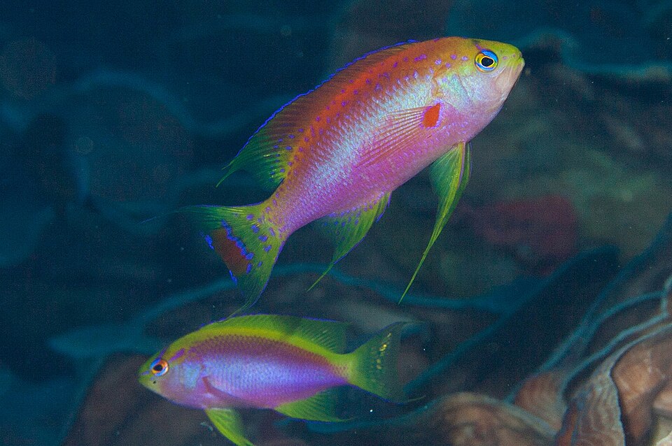 Longfin anthias