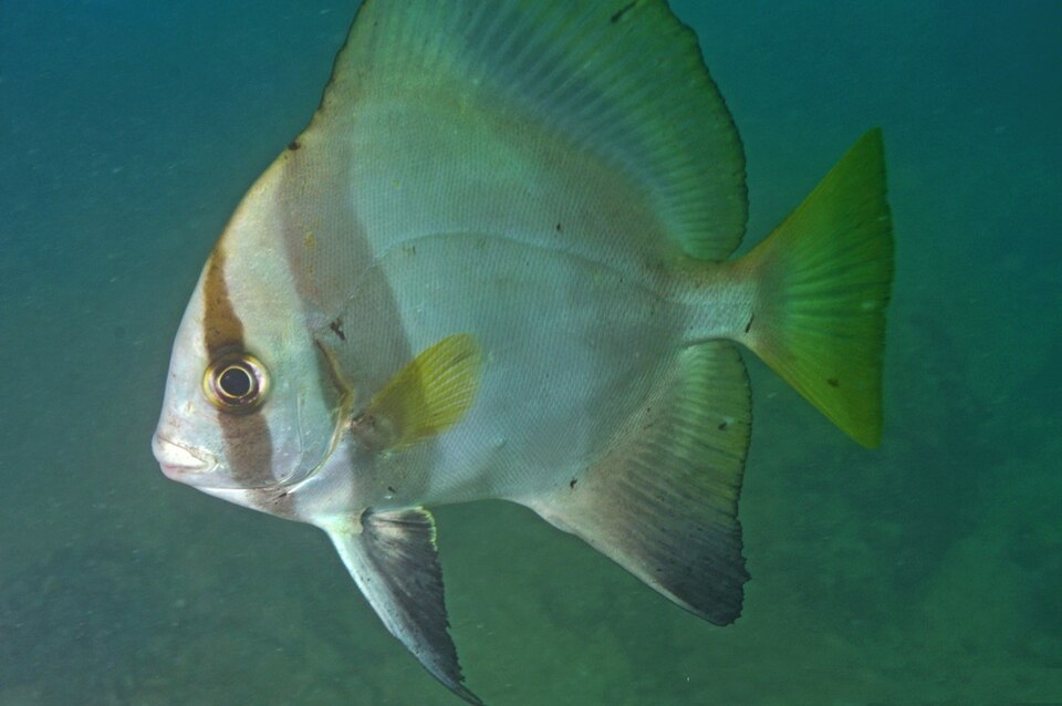 Humpback batfish