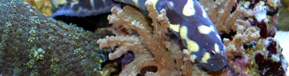 Convict blenny
