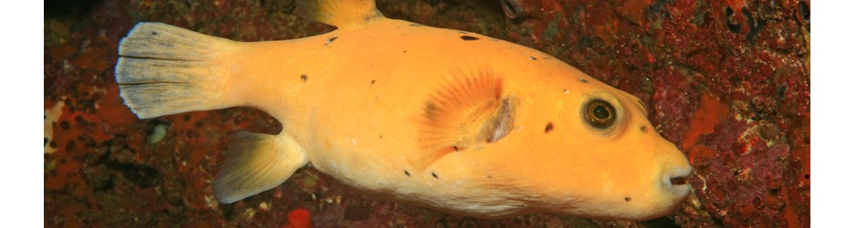 Golden puffer
