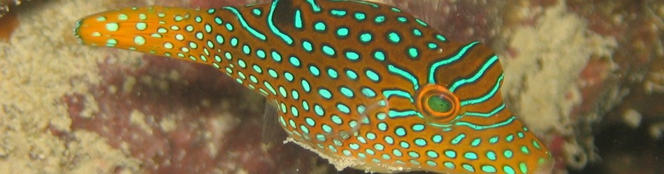 Hawaiian blue puffer