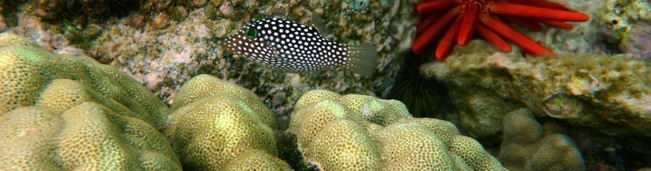 Hawaiian spotted puffer
