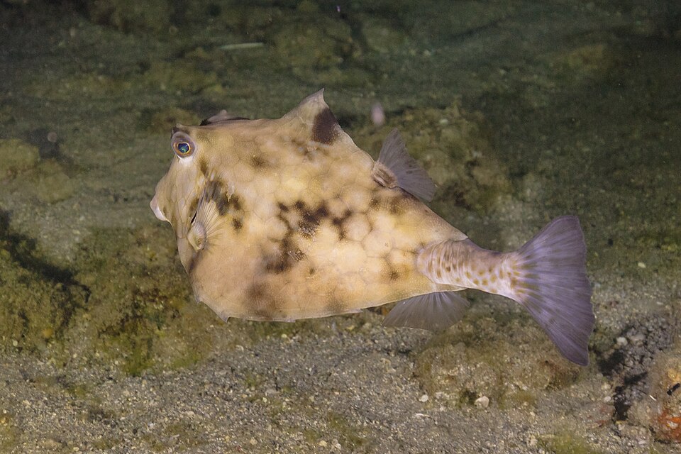Helmet cowfish