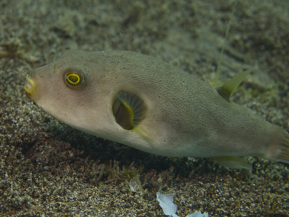 Immaculate puffer