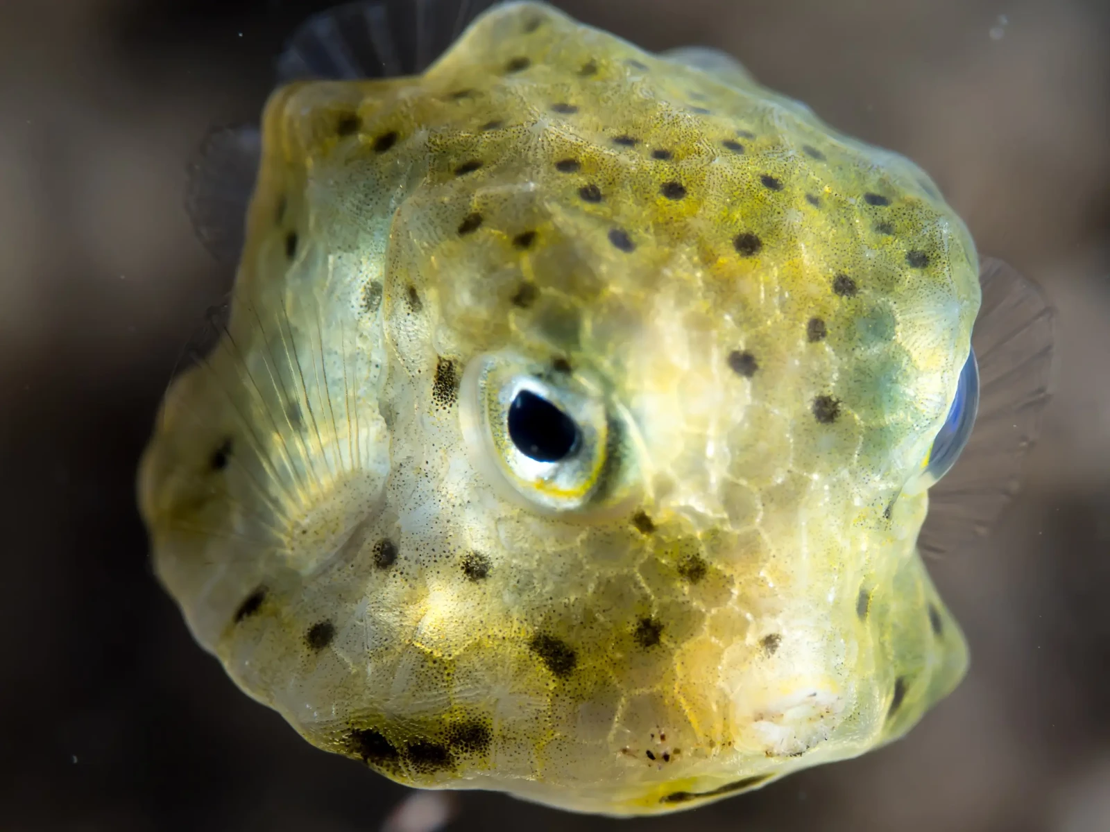 Longhorn cowfish